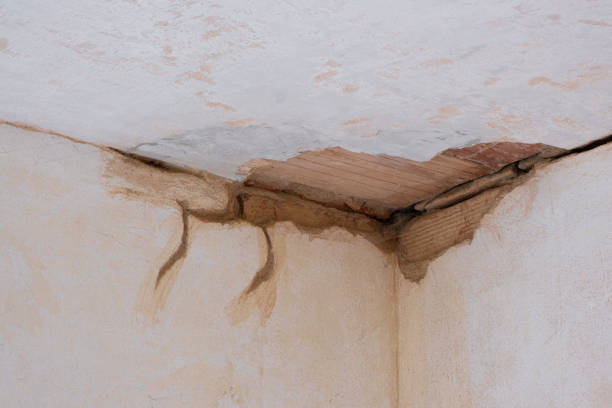 Best Flood damage cleanup  in Louisville, MS